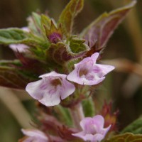 Clinopodium umbrosum (M.Bieb.) K.Koch